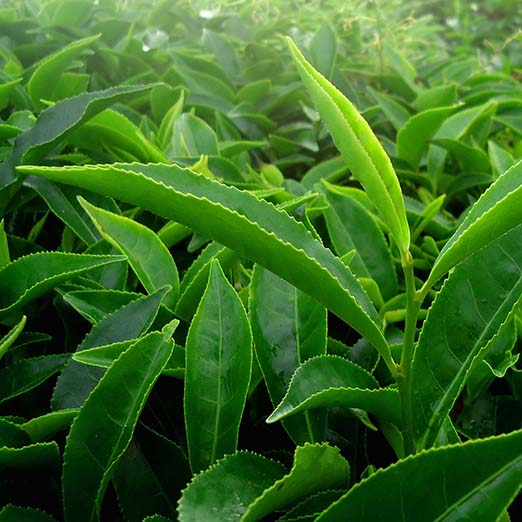 Структура листьев в чае