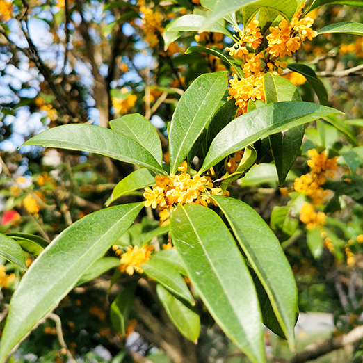 Osmanthus flowers