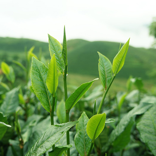 Stems in tea