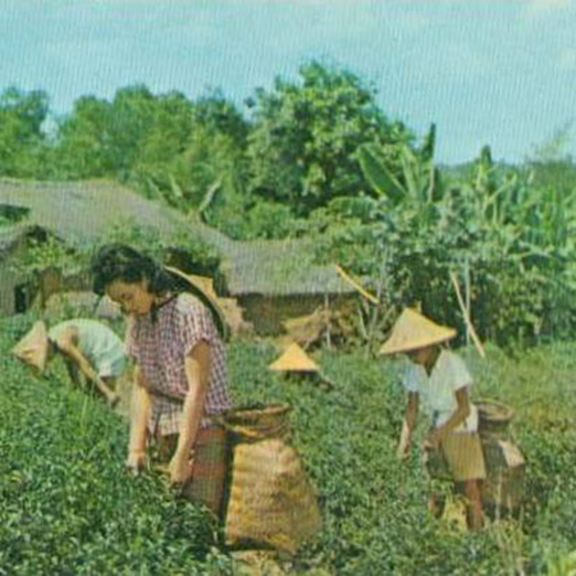 History of Tea in Taiwan