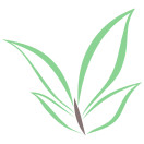 Rare Organic Dayuling Oolong from Plantation 101K (101K大禹嶺烏龍) Main Image