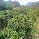 Biluochun Organic Green Tea from Sanxia District (碧螺春) Image 5
