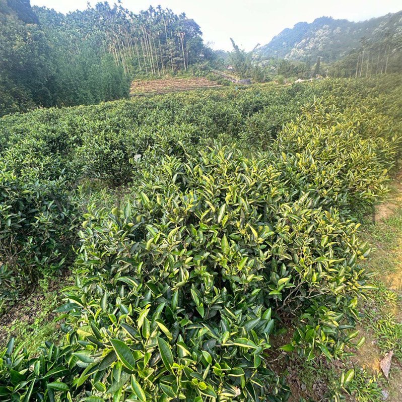 Biluochun Organic Green Tea from Sanxia District (碧螺春) Biluochun Organic Green Tea from Sanxia District (碧螺春) Image 5