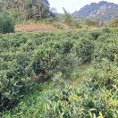Biluochun Organic Green Tea from Sanxia District (碧螺春) Image 6