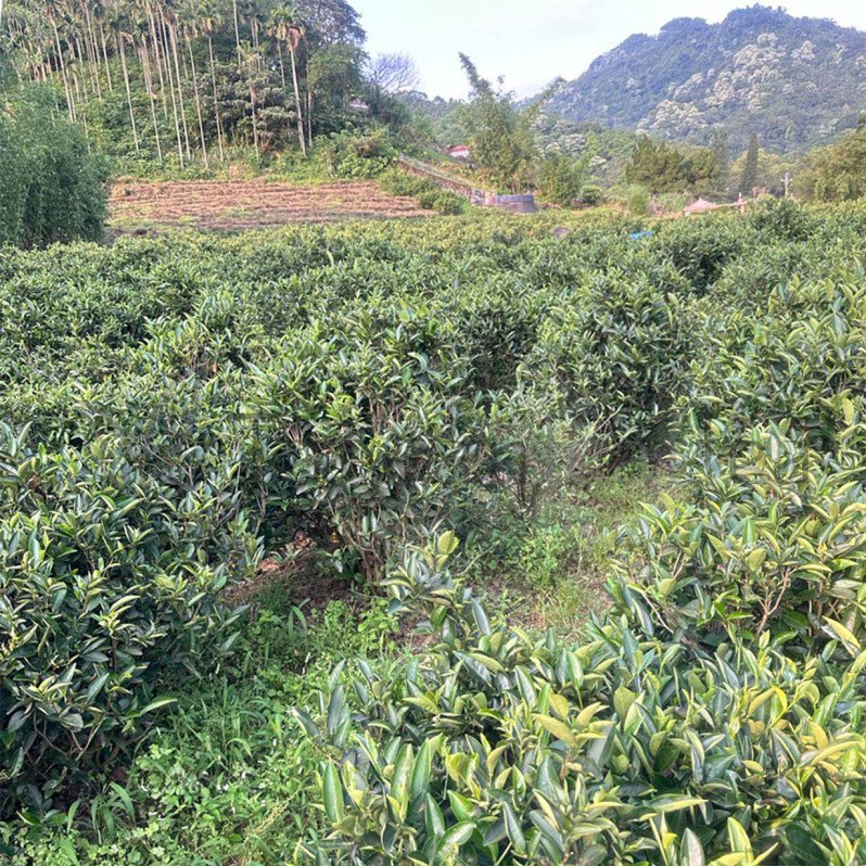 Biluochun Organic Green Tea from Sanxia District (碧螺春) Biluochun Organic Green Tea from Sanxia District (碧螺春) Image 6