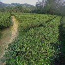 Sanxia Organic White Tea (三峽白茶) Image 5