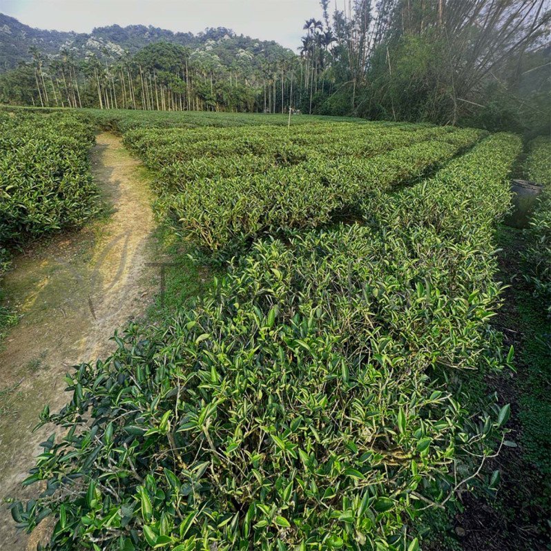 Sanxia Organic White Tea (三峽白茶) Sanxia Organic White Tea (三峽白茶) Image 5