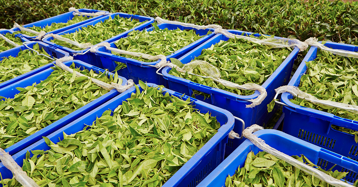 Tea Harvesting Timeline (seasonality in tea)